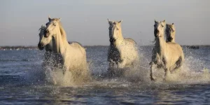 말 세마리가 해변을 달리는 사진